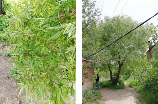 電氣事故引發(fā)加州山火，據(jù)說這個裝置可以避免事故發(fā)生！
