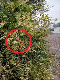 1電氣事故引發(fā)加州山火，據(jù)說這個裝置可以避免事故發(fā)生！